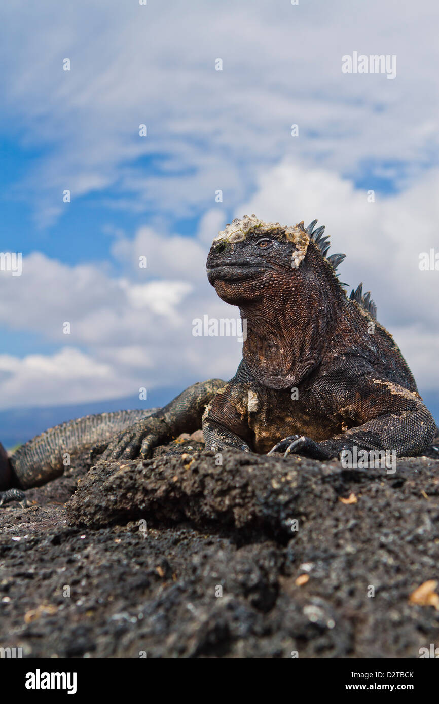 Galapagos marine iguana (Amblyrhynchus cristatus), Fernandina Island, Galapagos Islands, Ecuador Stock Photo