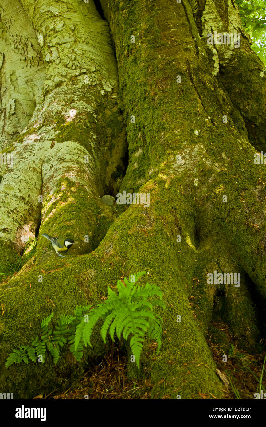 mosscovered roots of an ancient beech tree Stock Photo Alamy