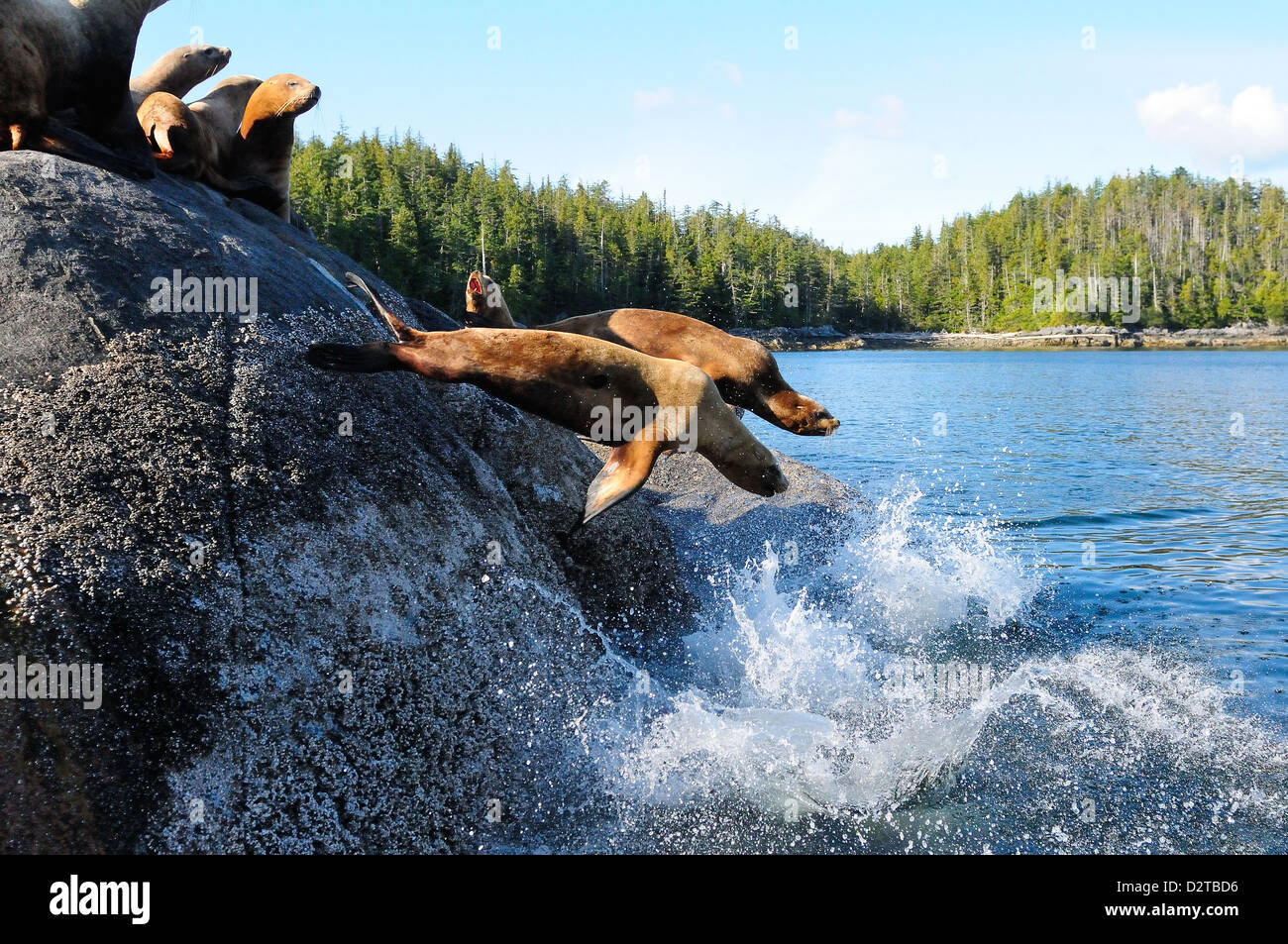 Stellar sea lions, Canada, North America Stock Photo