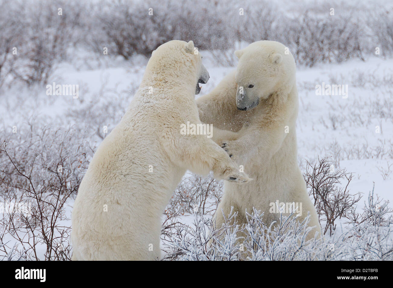 Polar bears sparring, Wapusk National Park, Manitoba, Canada, North America Stock Photo