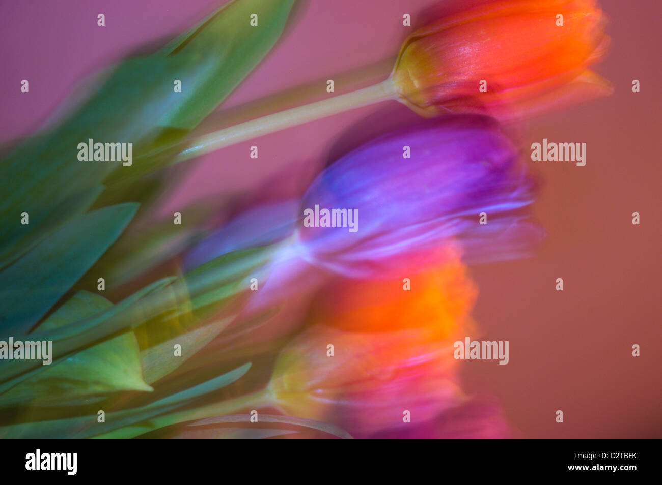 Light color flowers hi-res stock photography and images - Alamy