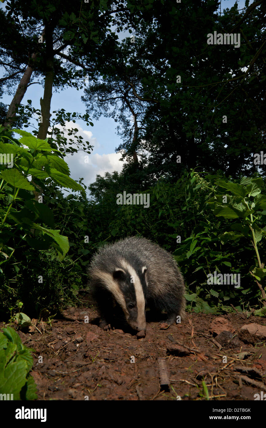 a young badger in the early evening Stock Photo