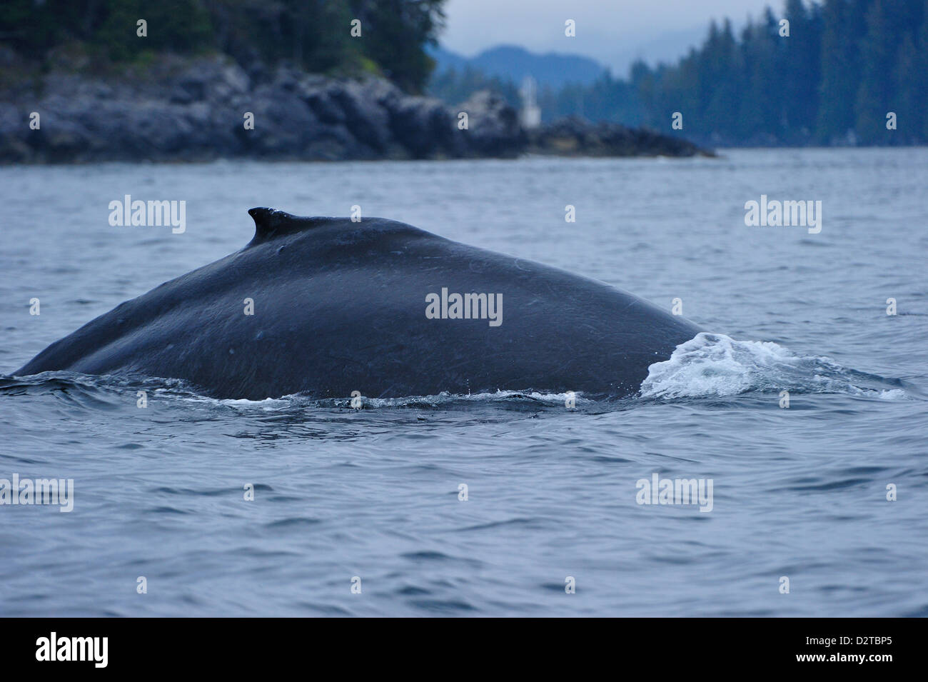 Humpback whale dives in the Pacific, Great Bear Rainforest, British Columbia, Canada, North America Stock Photo