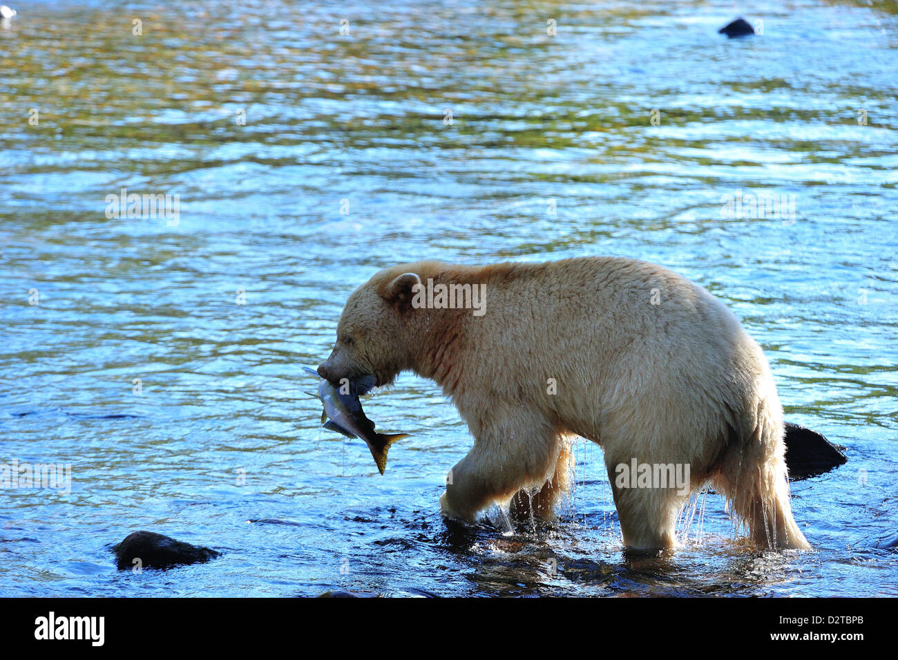 Spirit bear (Kermode bear) with salmon catch, Great Bear Rainforest, British Columbia, Canada, North America Stock Photo