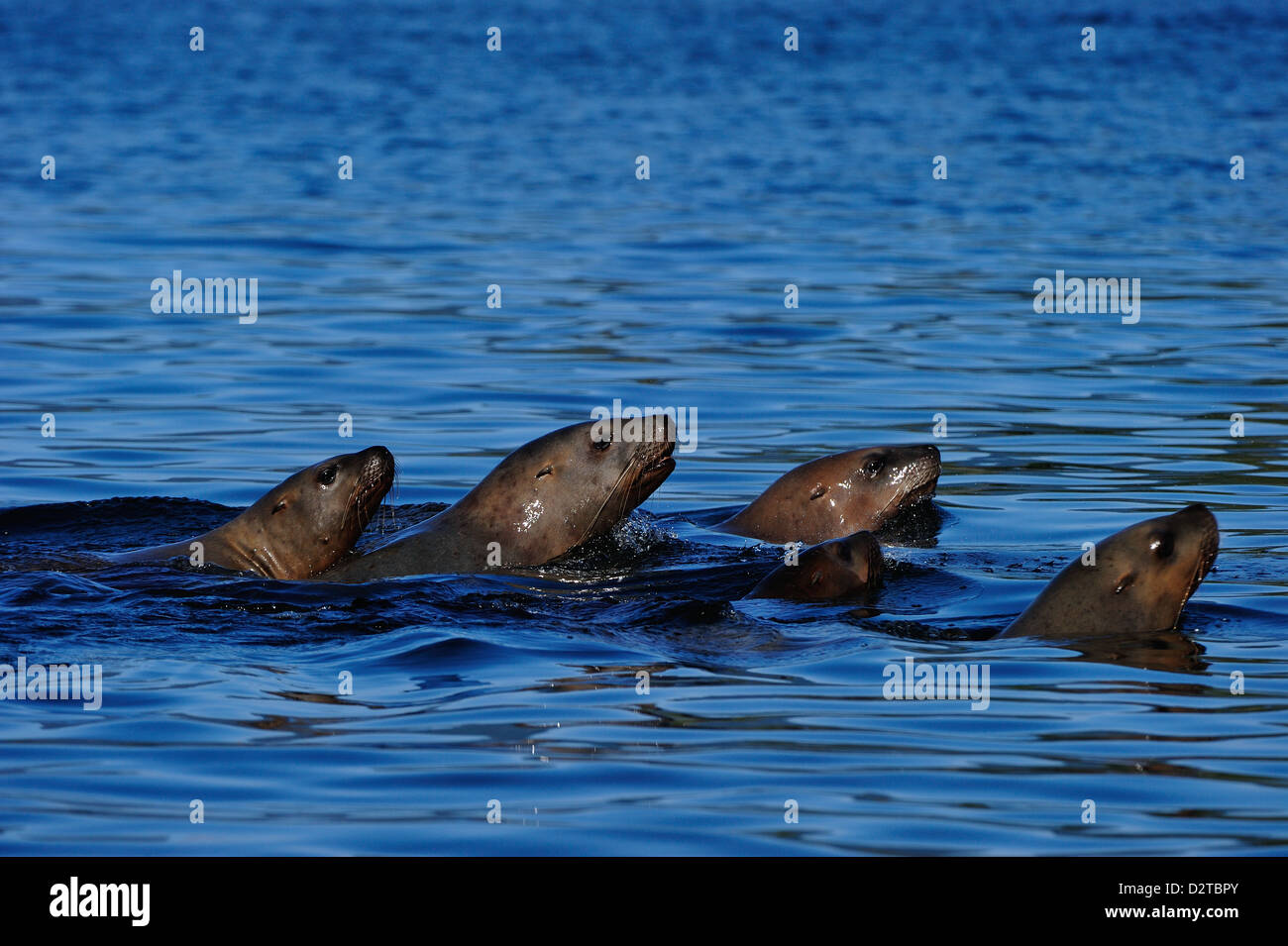 Sea lions moving together in sea, Great Bear Rainforest, British Columbia, Canada, North America Stock Photo