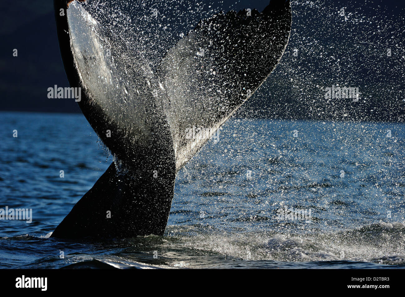 Humpback whale tail hi-res stock photography and images - Alamy