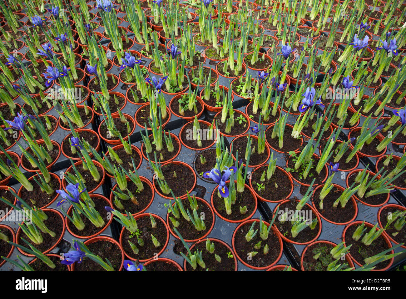 potted Dwarf Iris (harmony) bulbs in greenhouse Stock Photo