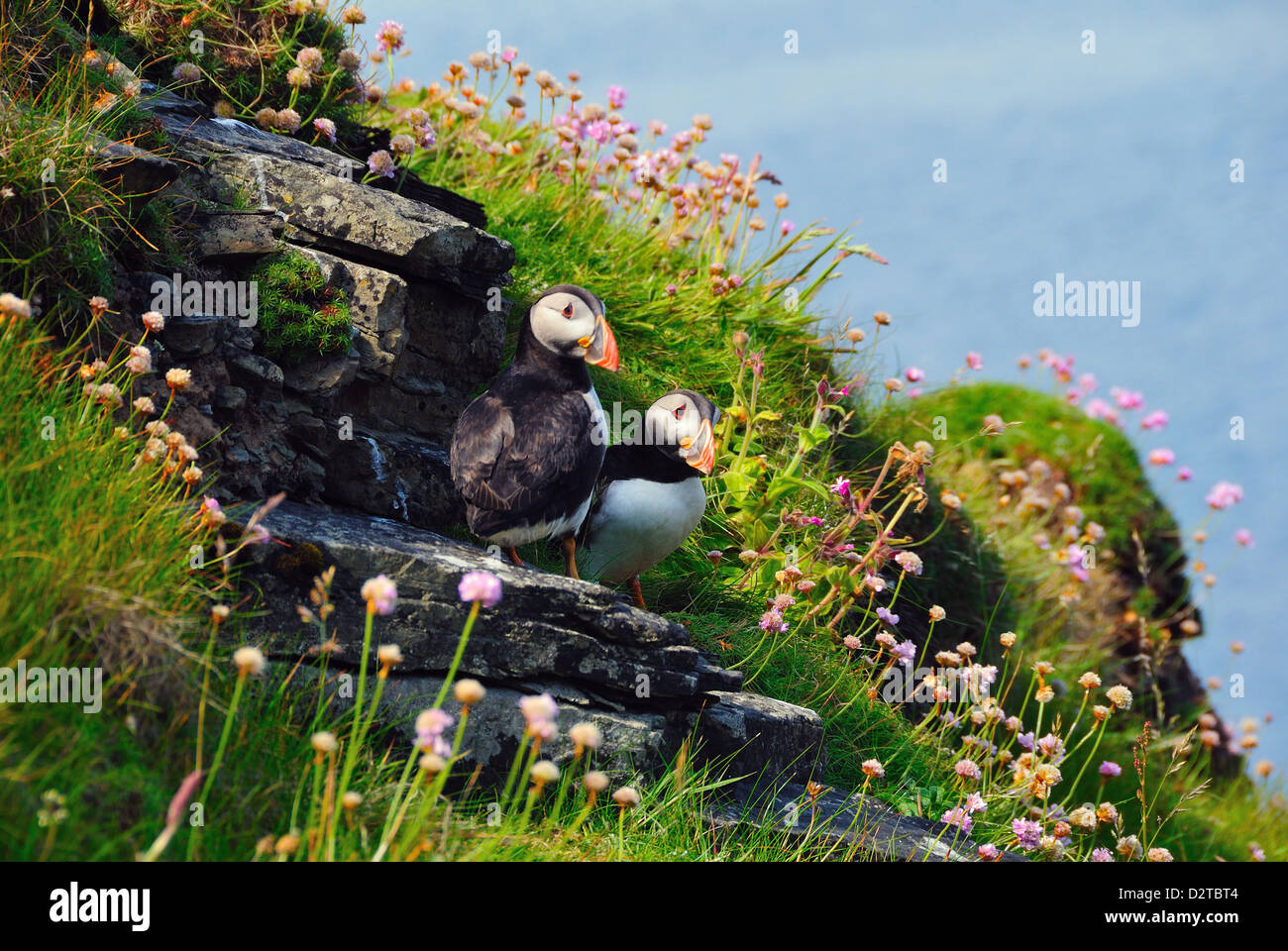 Two puffins, Westray, Orkney Islands, Scotland, United Kingdom, Europe Stock Photo