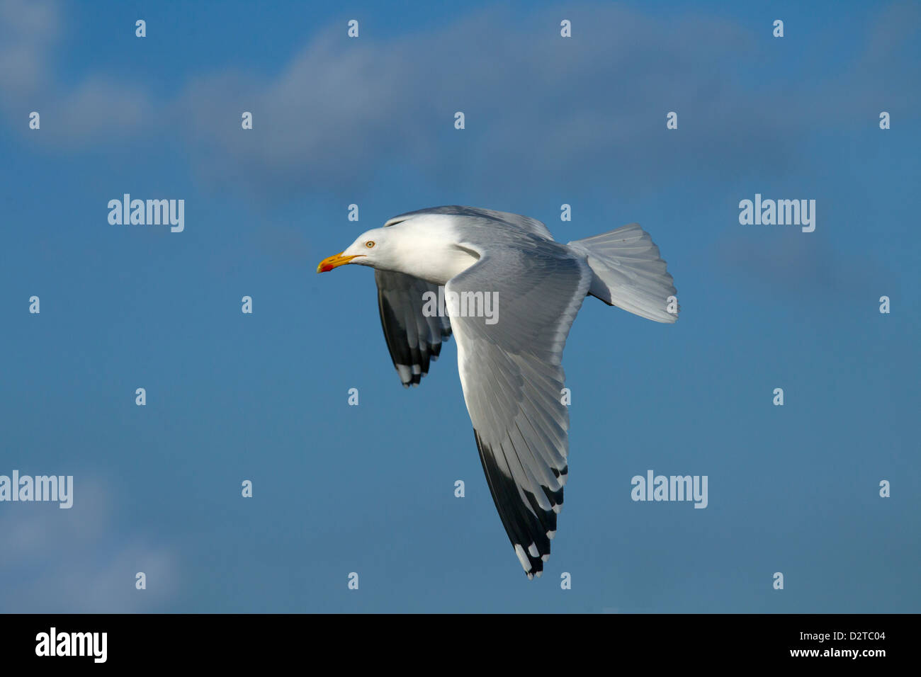 Single Herring Gull Larus agentatus in flight North Sea Norfolk Stock Photo