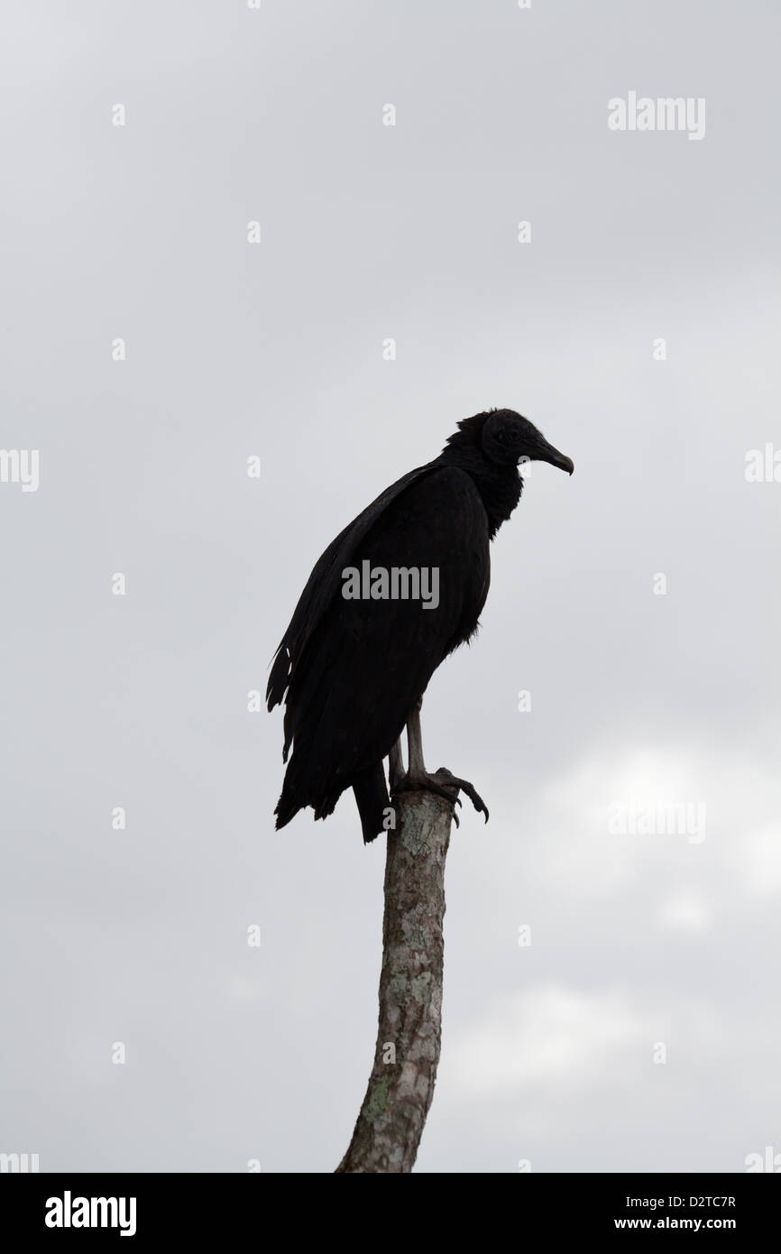 Black Vulture, Coragyps atratus, sitting on a post near Volcan in Chiriqui province, Republic of Panama. Stock Photo