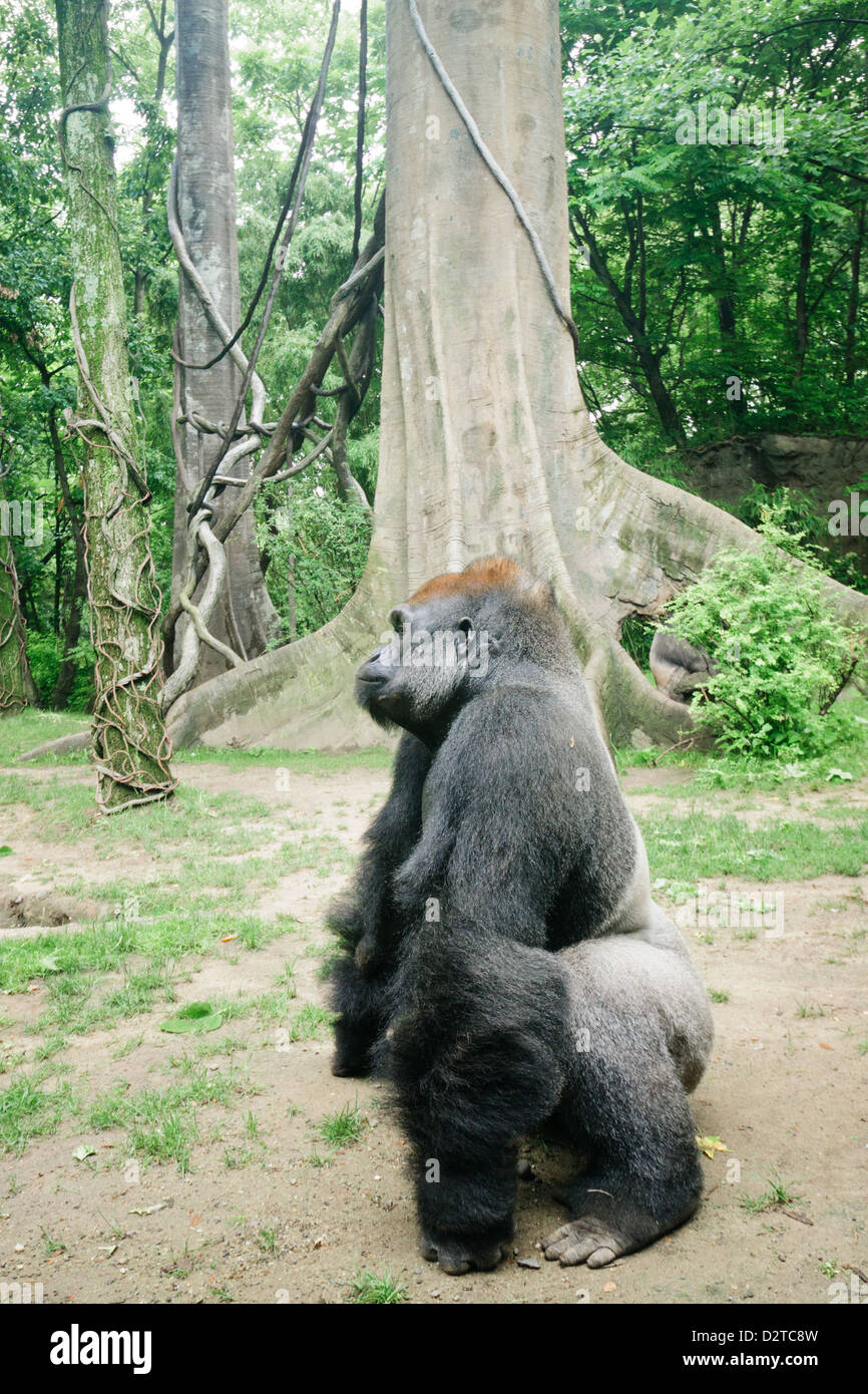 King kong gorilla king kong hi-res stock photography and images