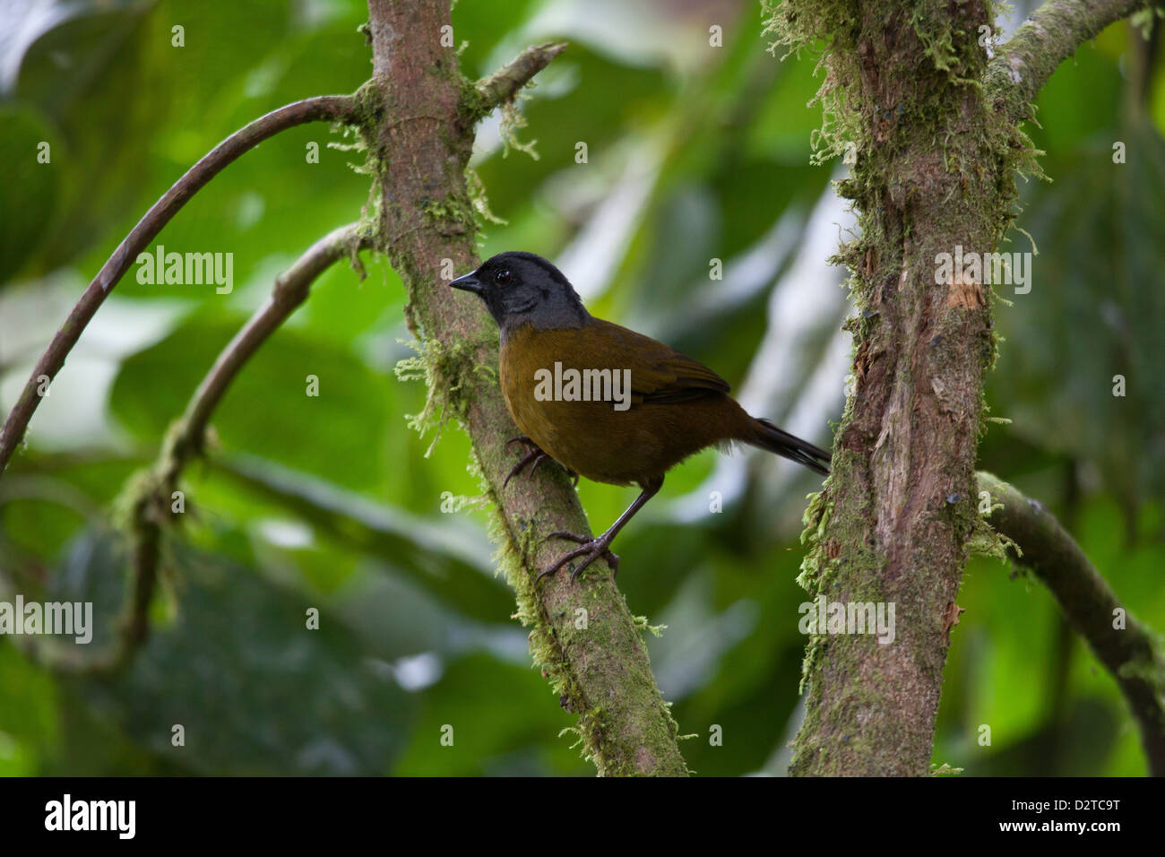 Large-footed Finch, Pezopetes capitalis, in La Amistad national park, Chiriqui province, Republic of Panama. Stock Photo