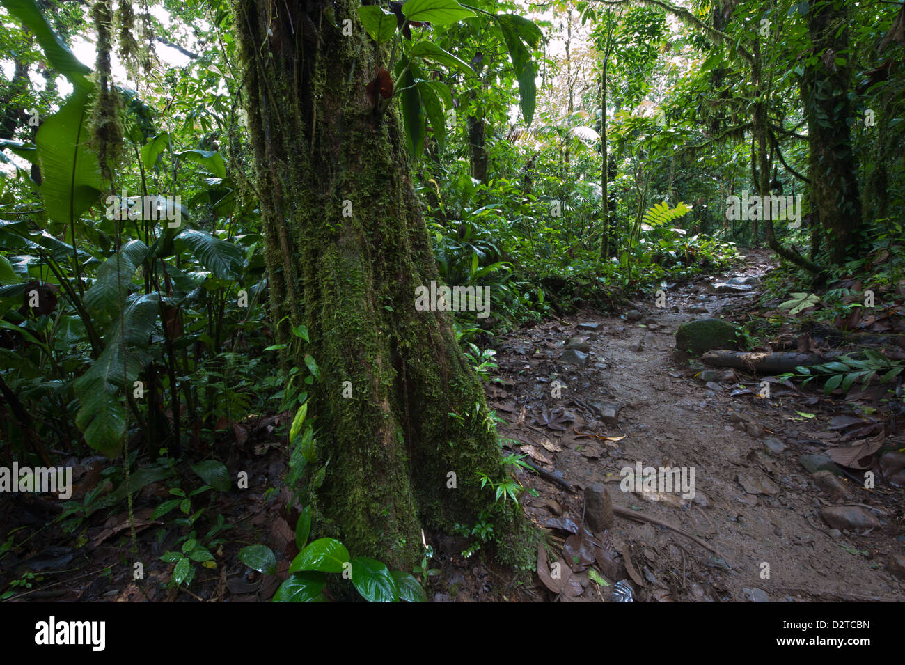 Forest trail in  N.P. Volcan Tenorio. Guanacaste Province, Costa Rica. Stock Photo