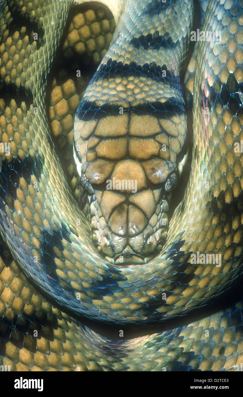 Amethystine Python Python amethistinus Indonesia New Guinea Stock Photo ...