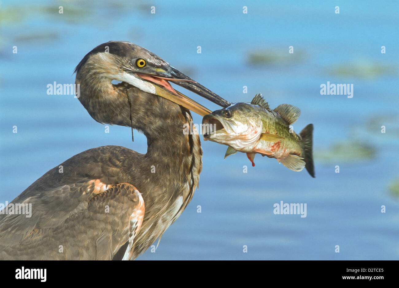 Great Blue Heron with a large fish, Ardea herodias, Everglades, Florida Stock Photo
