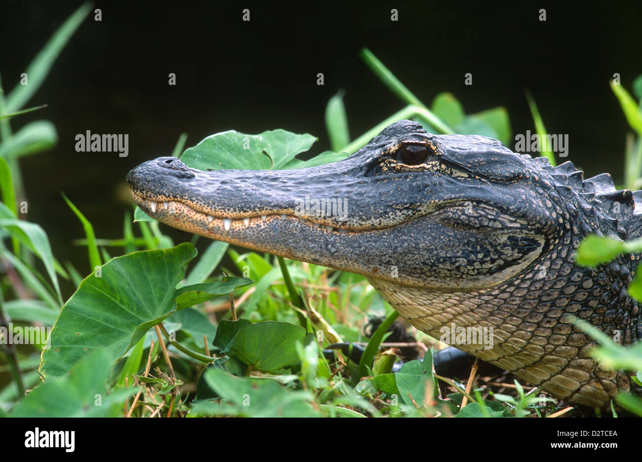 American alligator Alligator mississippiensis Florida Stock Photo