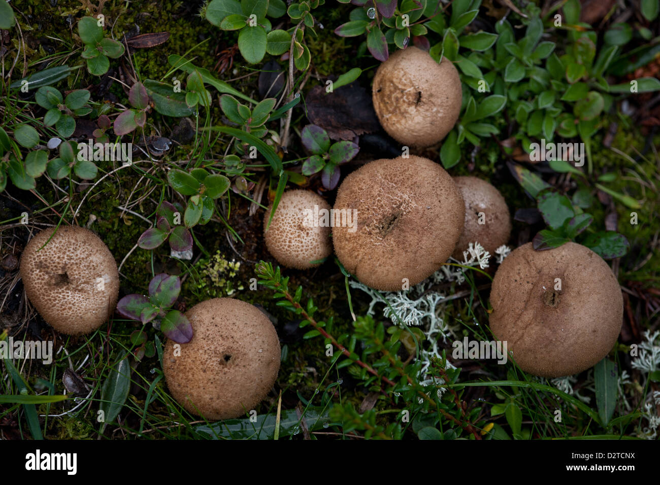 Gasteromycetes fungi in Dovrefjell national park, Dovre, Norway. Stock Photo