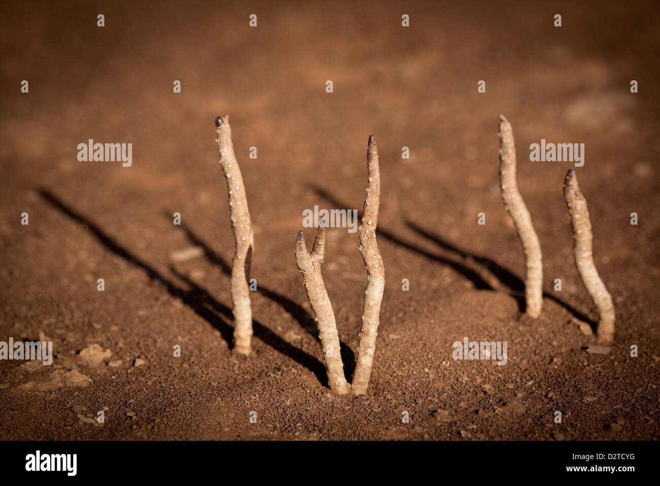 Small plants in the dry soil of Sarigua national park (desert), Herrera province, Republic of Panama. Stock Photo