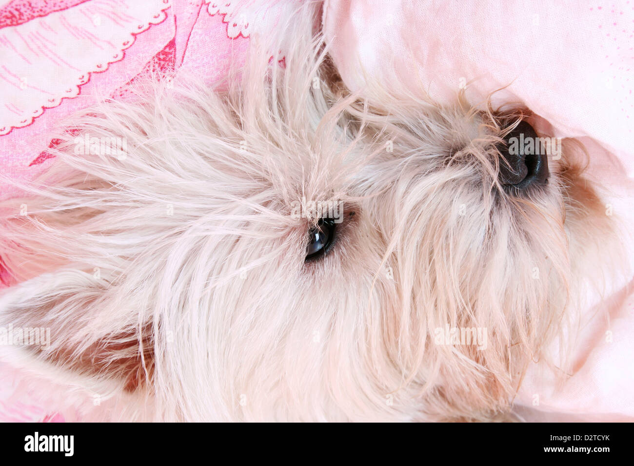 Dog sleeping on a bed Stock Photo - Alamy