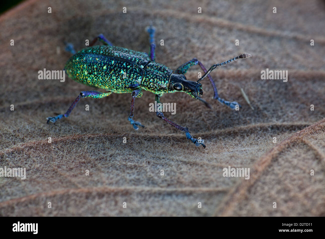 Weevil beetle in a leaf at Burbayar, Panama province, Republic of Panama. Stock Photo