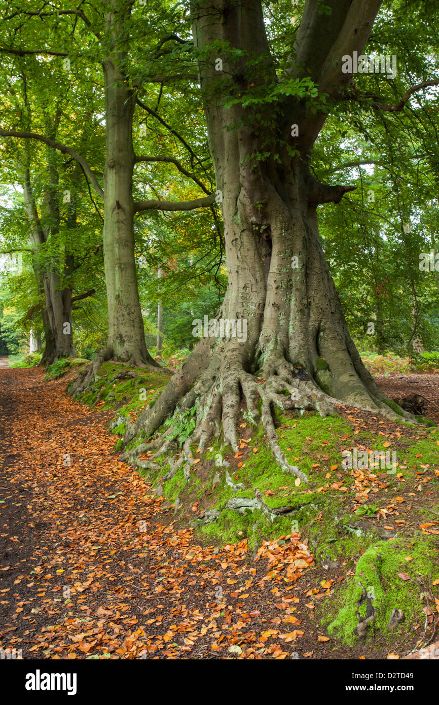 Ancient Beech trees within the Beech Avenue of Harlestone Firs in early