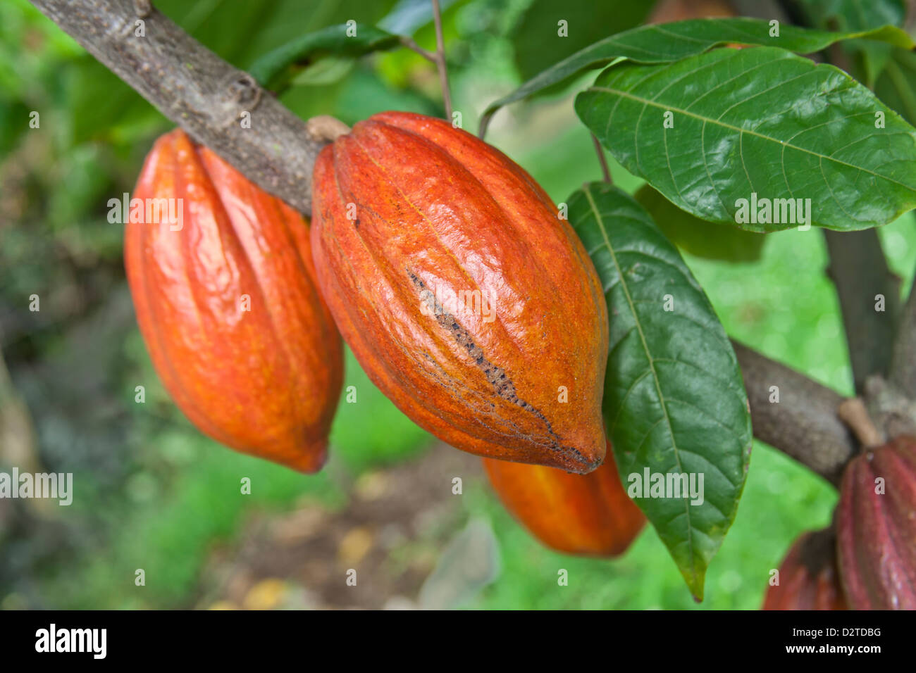 Cocoa pods maturing  'Theobroma cacao'. Stock Photo