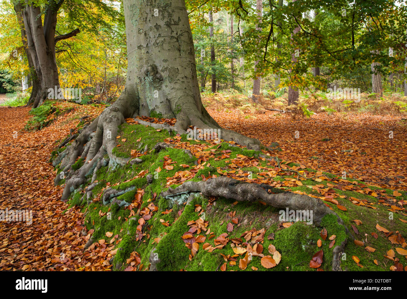 Ancient Beech trees within the beech avenue of Harlestone Firs in early autumn, near Northampton, Northamptonshire, England Stock Photo
