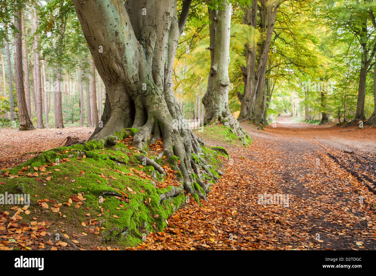 Ancient beech trees line a sunken track within the beech avenue of Harlestone Firs in early autumn, near Northampton, Northamptonshire, England Stock Photo