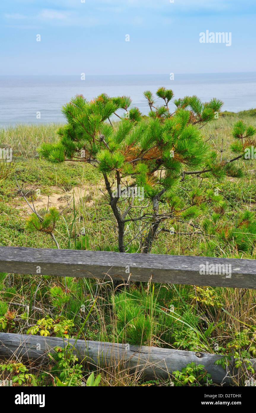 Marconi Beach, Cape Cod, Massachusetts, USA Stock Photo Alamy