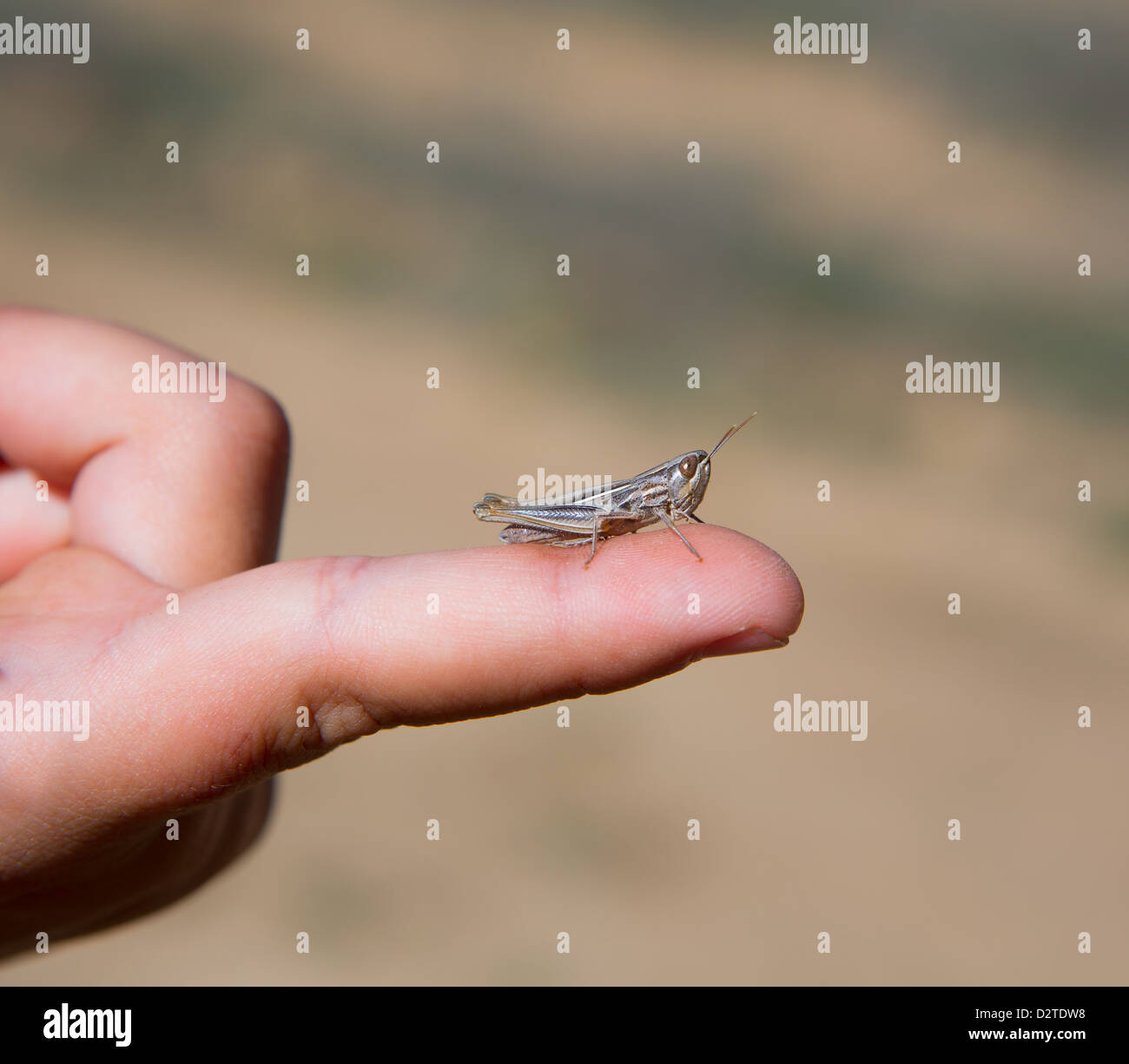 kid hand holding grasshopper bug macro detail Stock Photo