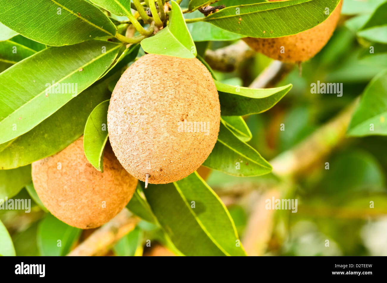 Sapodilla fruit on the tree Stock Photo