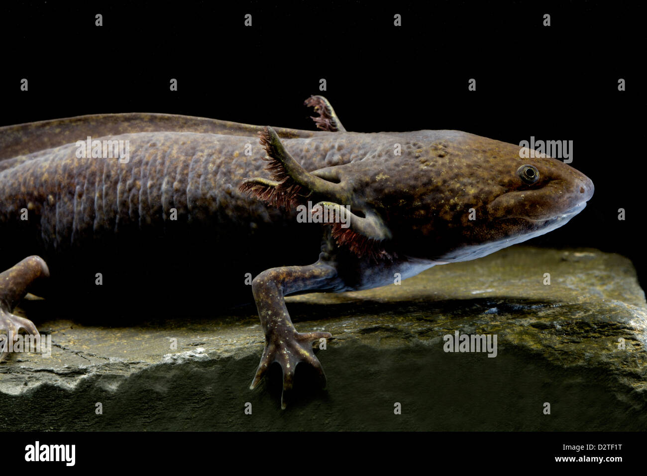 Axolotl ('water monster') or Mexican salamander (Ambystoma mexicanum), neotenic salamander, critically endangered, captive Stock Photo