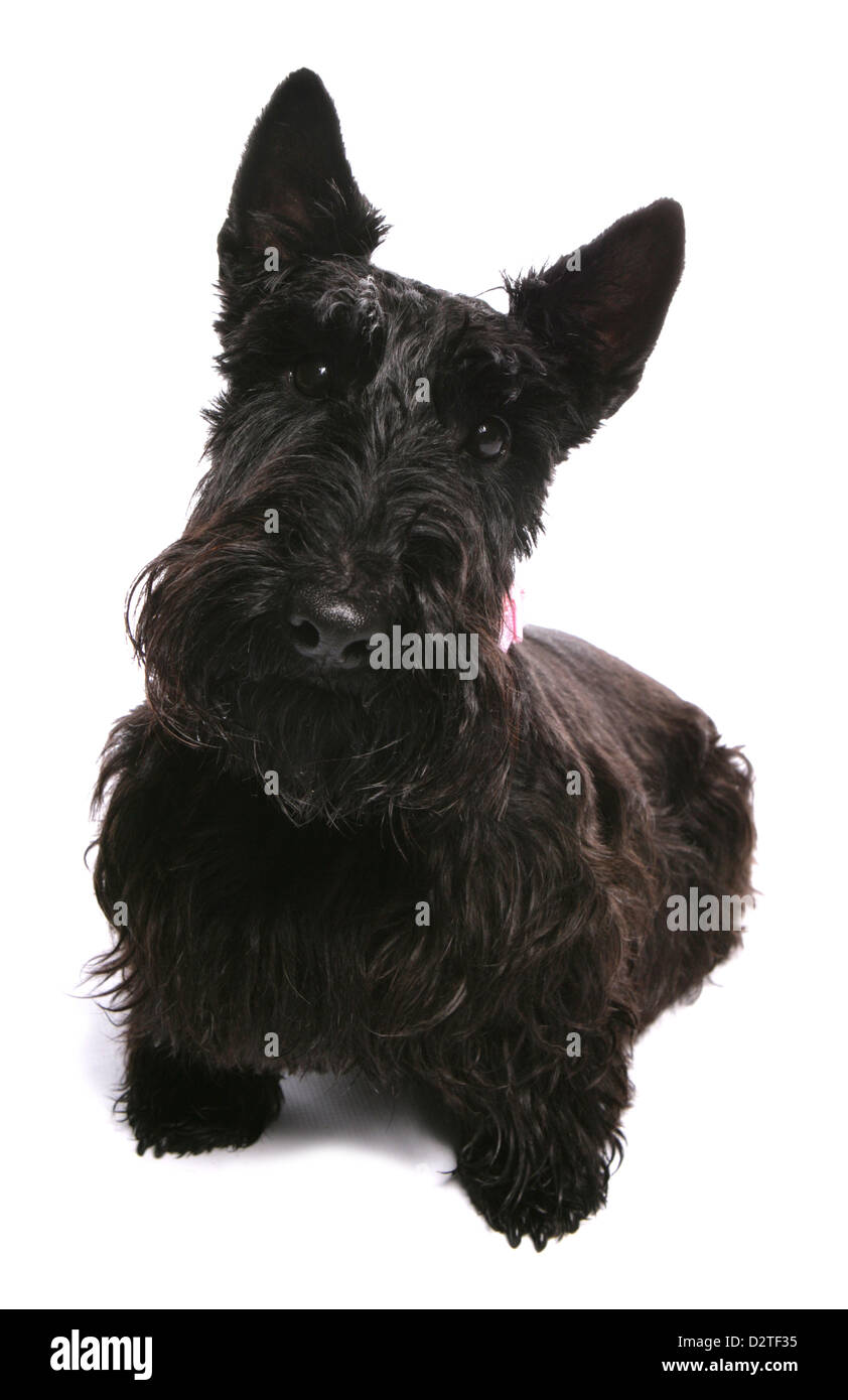 Scottish terrier dog studio cutout Stock Photo