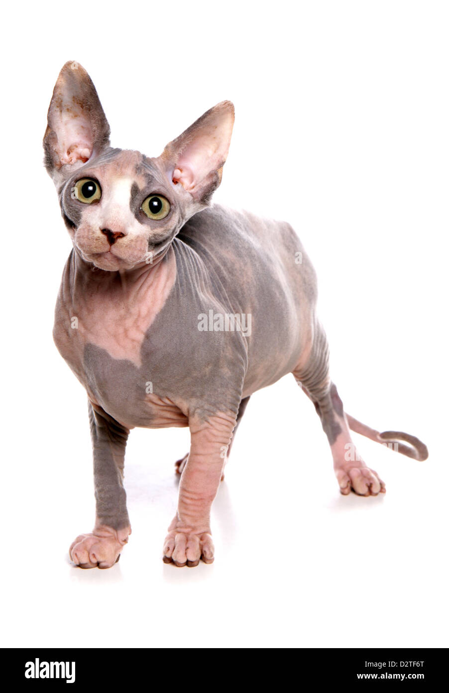 Sphynx cat studio cutout Stock Photo - Alamy