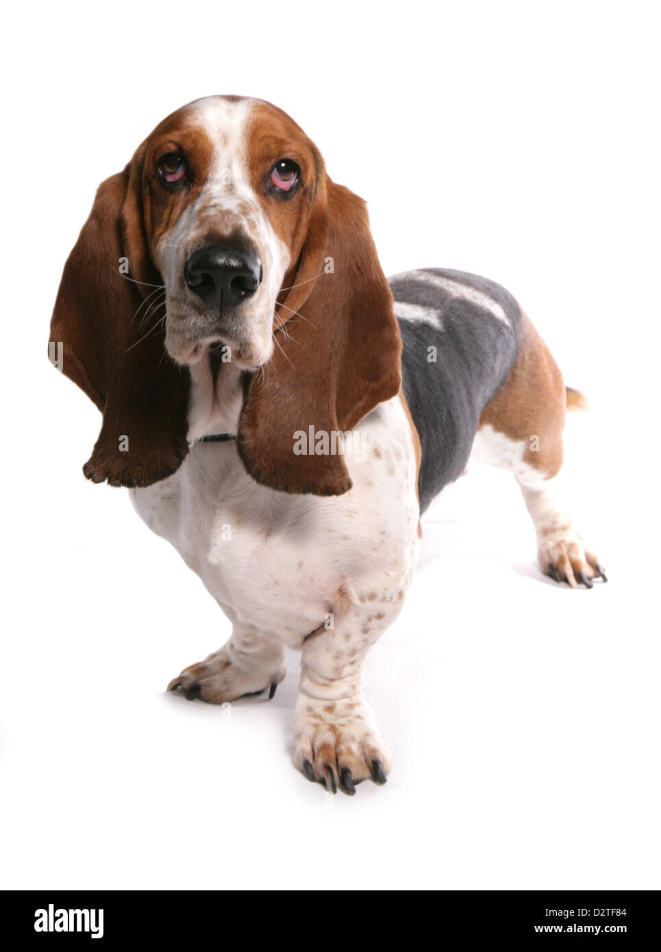 Basset hound dog studio cutout Stock Photo