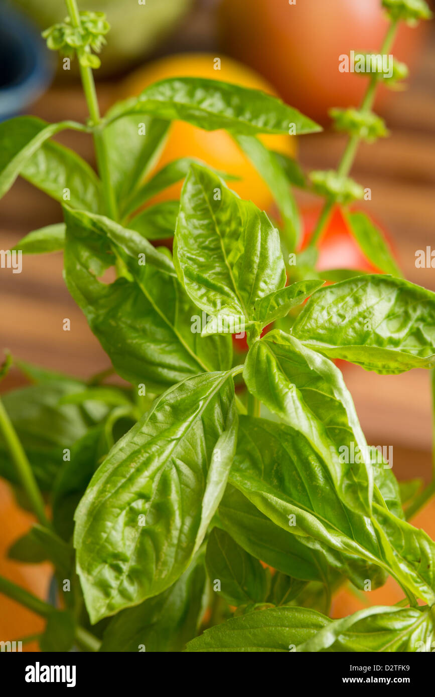 Basil leaves Stock Photo Alamy
