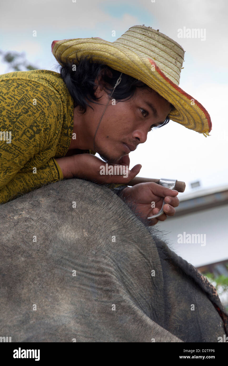 Thai keeper cleansing elephant of parasites Stock Photo