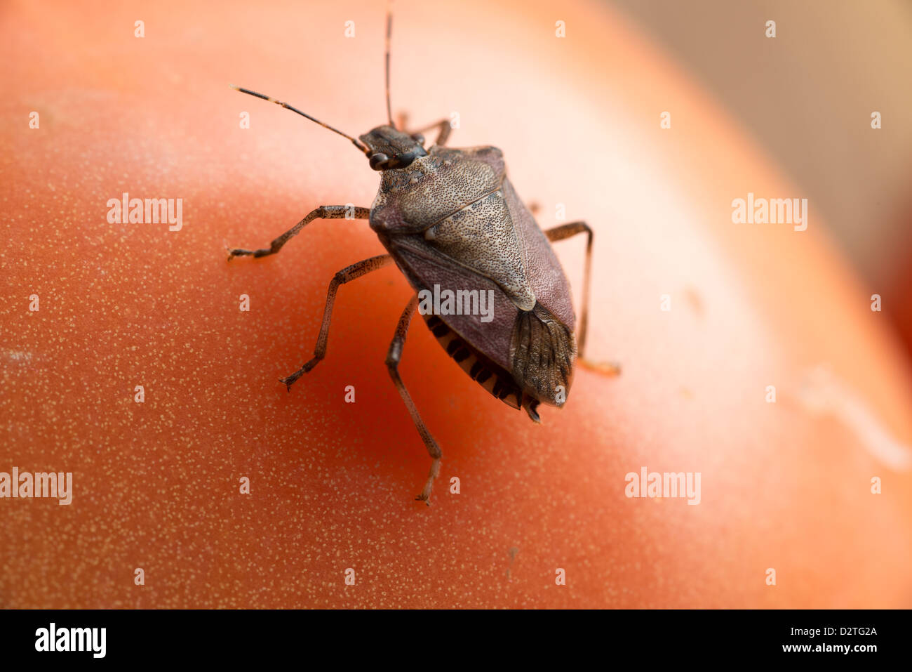 Halyomorpha halys, the brown marmorated stink bug, stink bug on a tomato  Stock Photo