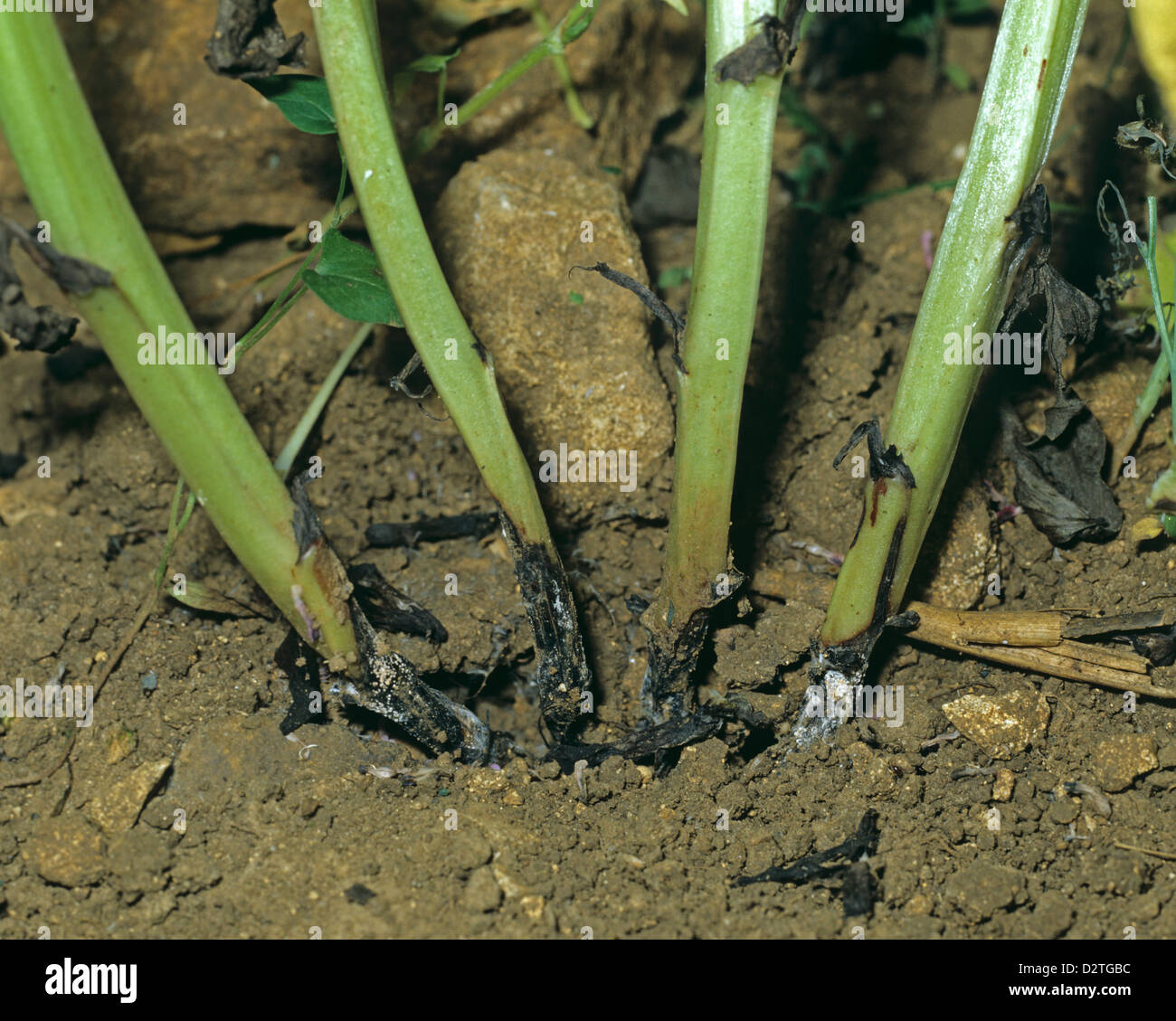 Foot rot, Fusarium culmorum, lesions and mycelium on field Vicia bean plant stem bases Stock Photo