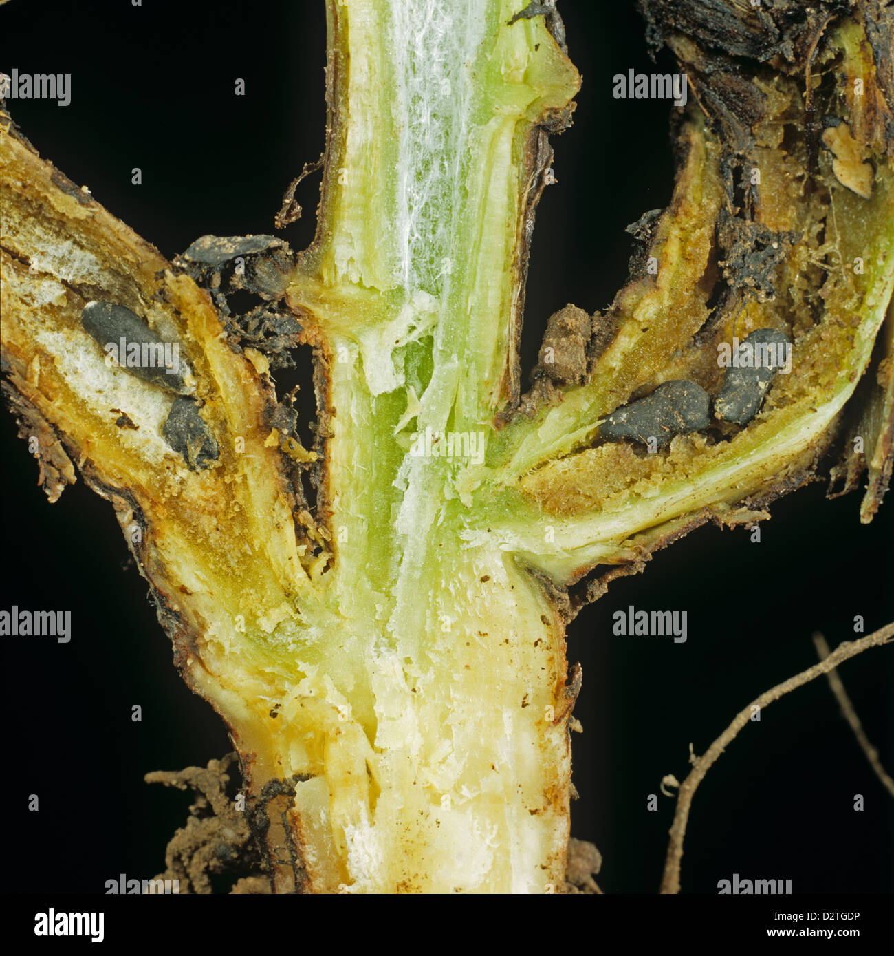 White mould or stem rot, Sclerotinia trifoliorum, mycelium and sclerotia on field or broad bean stem base Stock Photo