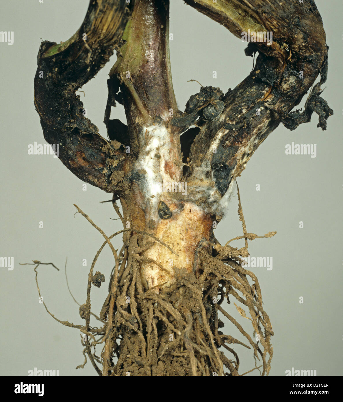 White mould or stem rot, Sclerotinia trifoliorum, mycelium and sclerotia on field or broad bean stem base Stock Photo