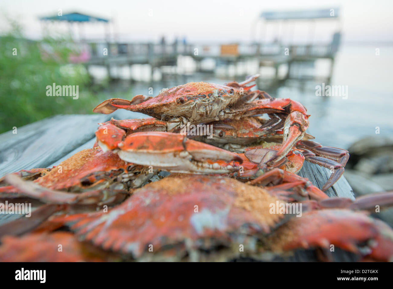 Steamed crabs with Old Bay seasoning on a pier by the shoreline Stock Photo