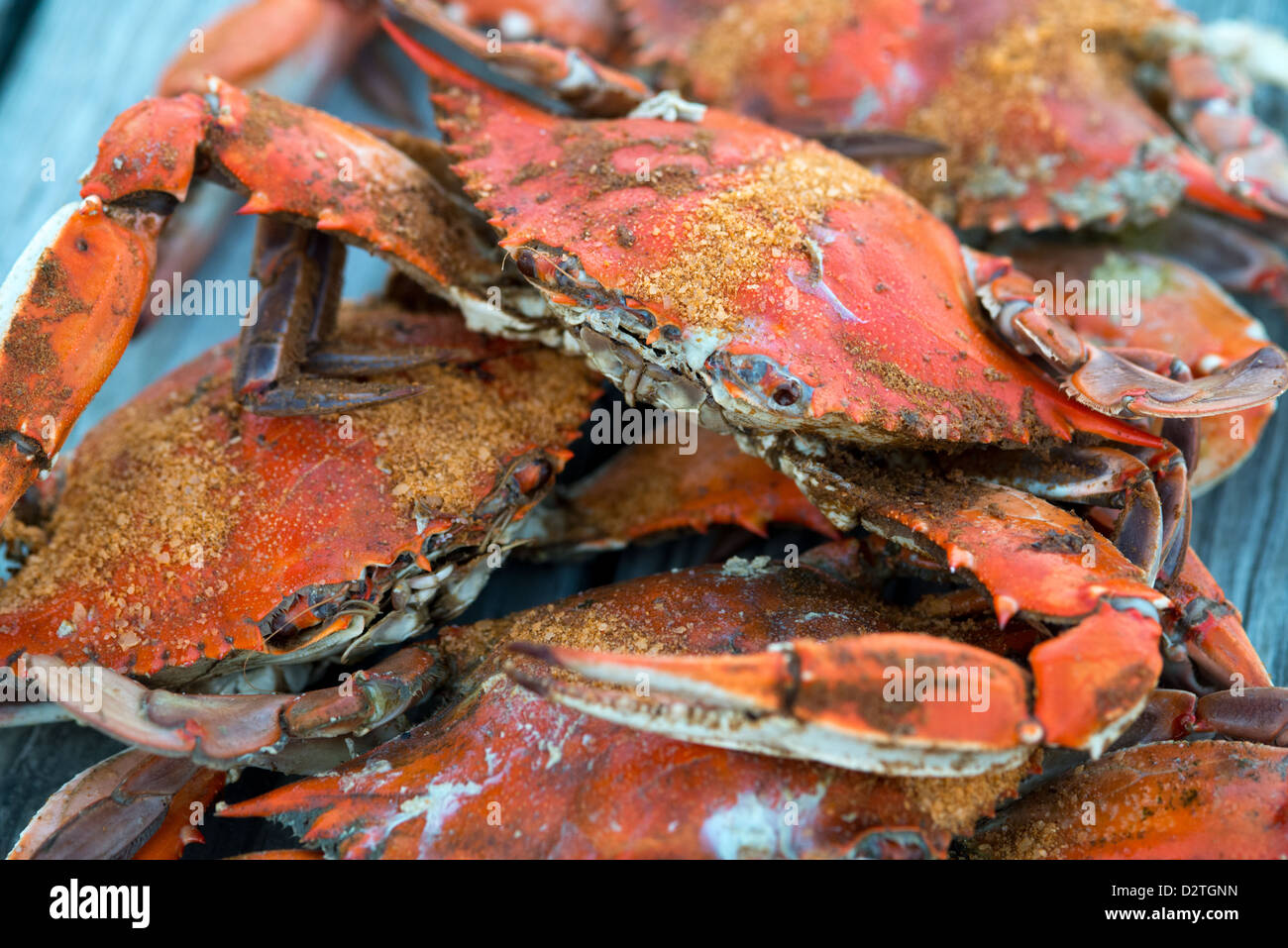 Steamed crabs with Old Bay seasoning on a pier by the shoreline Stock Photo