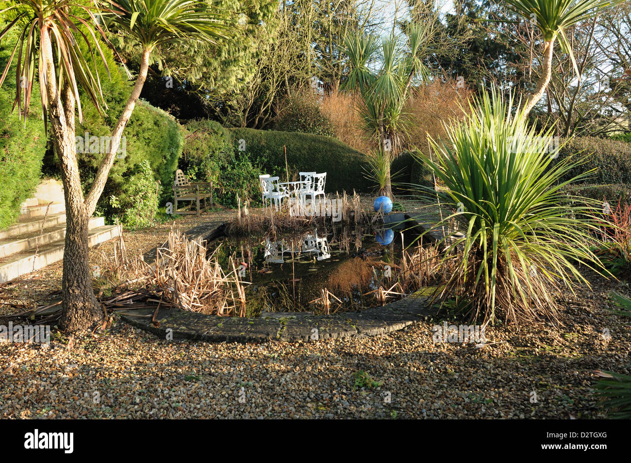Formal garden pond with dead rushes and irises, garden table and chairs and Torbay palm trees, Cordyline australis, in winter Stock Photo