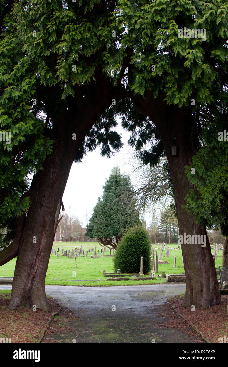 Two conifer trees forming archway Stock Photo