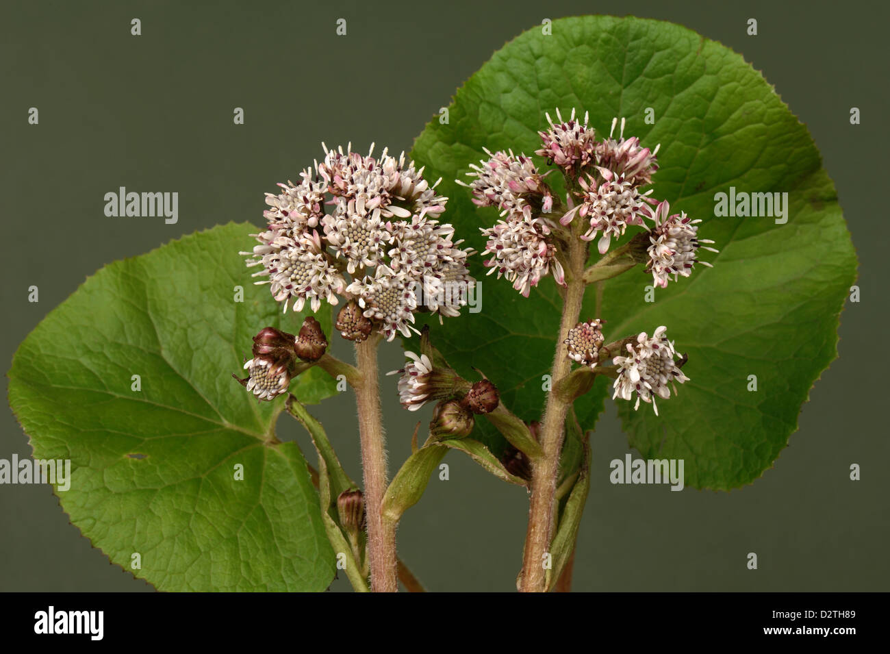 Flower spikes of common butterbur, Petasites hybridus, an early flowering composite plant Stock Photo