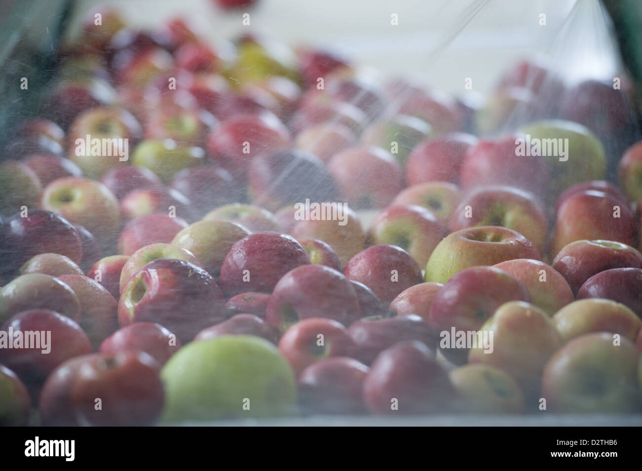 Apples, apple juice and cider press at a hard cider distillery Stock Photo Alamy