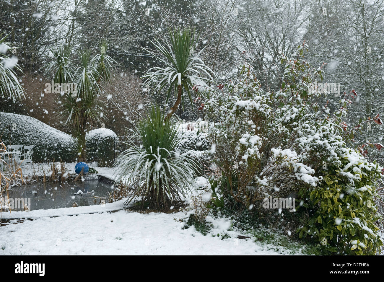 Garden pond & shrubs in a heavy snow storm, Devon, Stock Photo