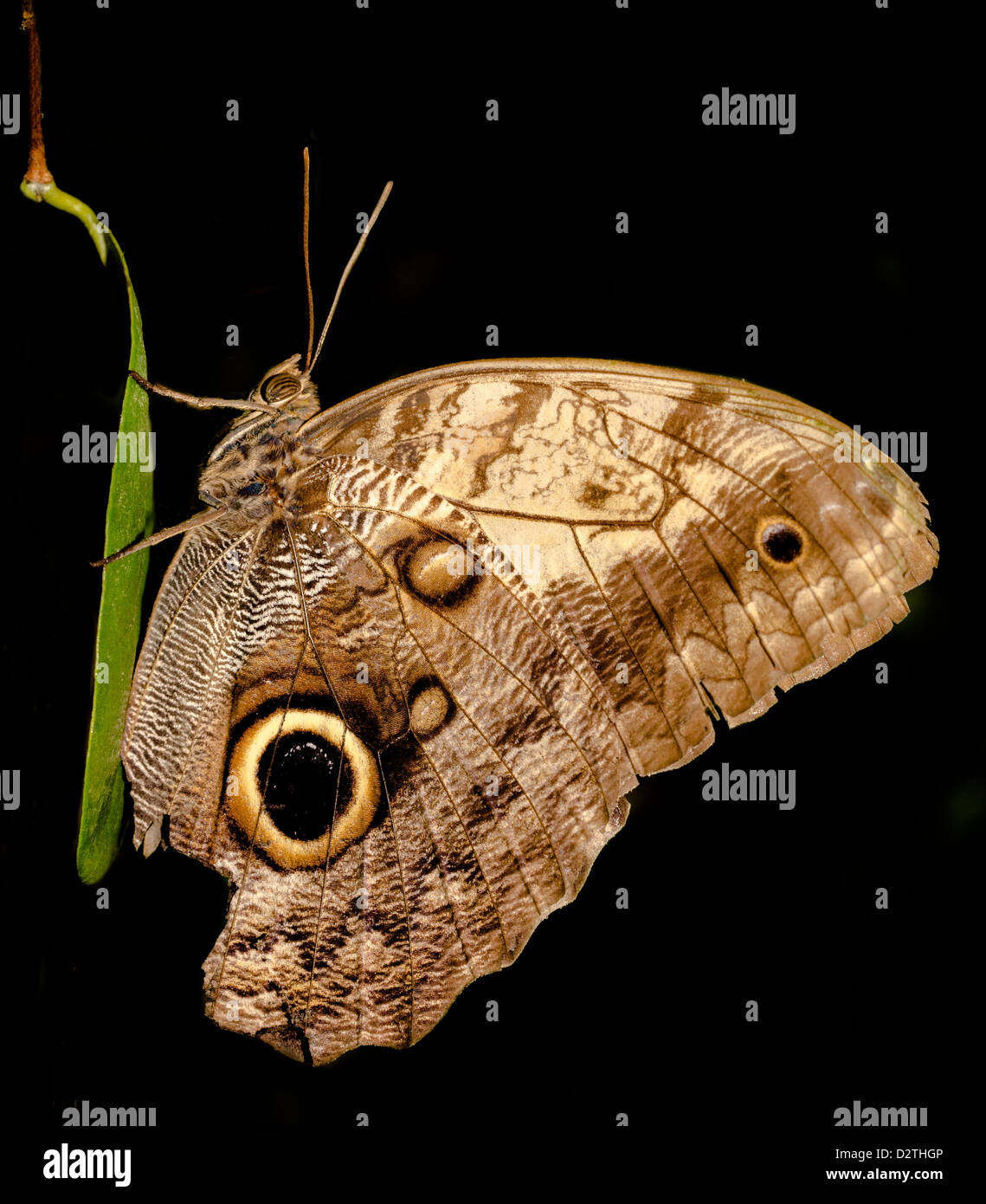 Owl Butterfly Stock Photo