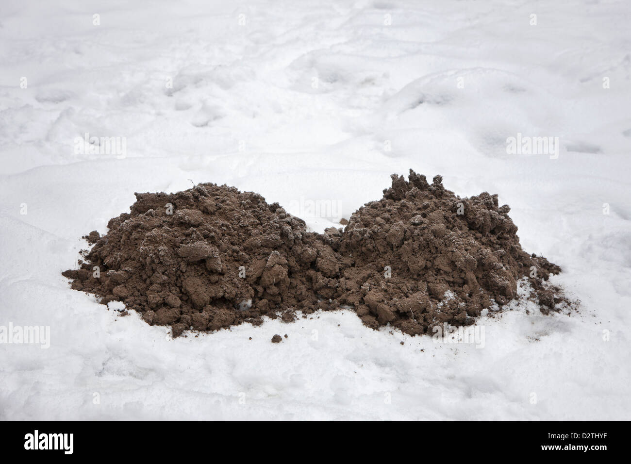 Molehills / mole mounds / molecasts by European mole (Talpa europaea) on lawn in the snow in winter Stock Photo